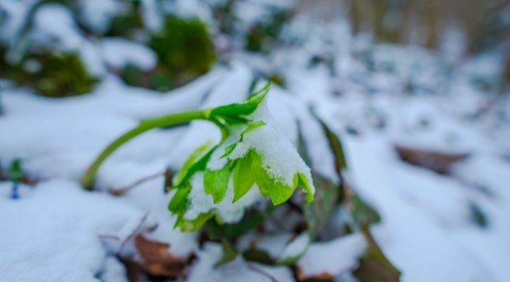 la ce temperatura ingheata plantele